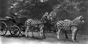 The 'eccentric' Walter Rothschild in his Zebra-drawn carriage.